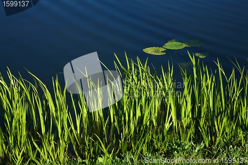 Image of spring grass