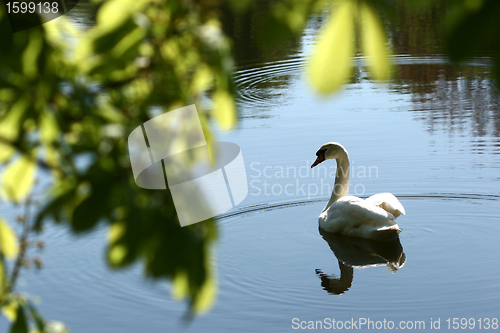 Image of swans