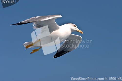 Image of bird seagull