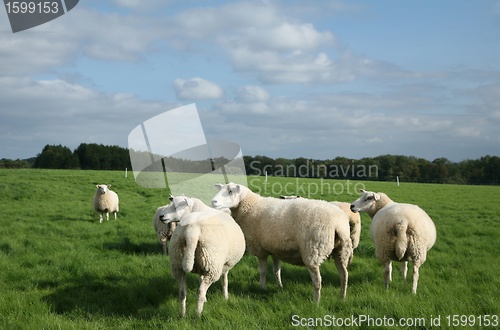 Image of sheep