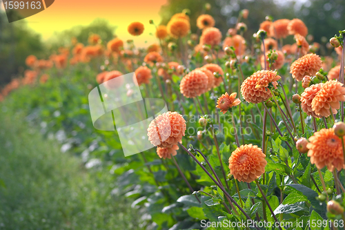 Image of flowers