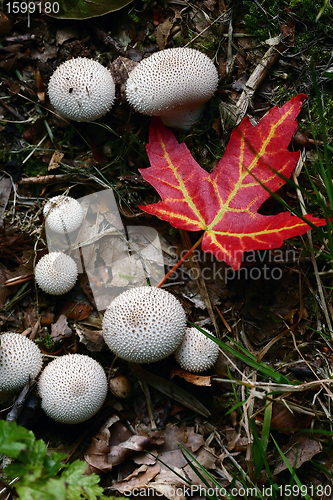 Image of danish landscape01