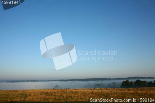 Image of Danish cows in the fog