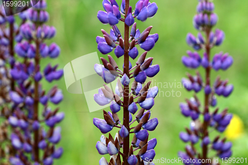 Image of lupin flower closeup