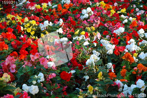 Image of Flowerbed