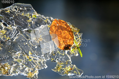 Image of Winter leaves