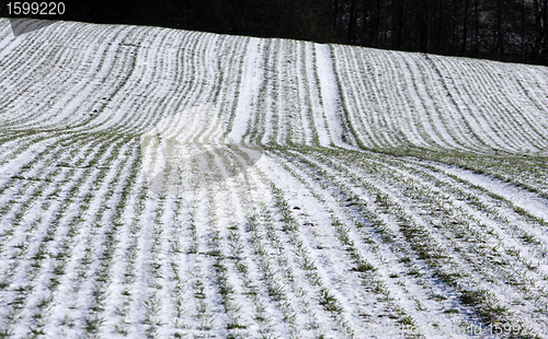 Image of  winter field