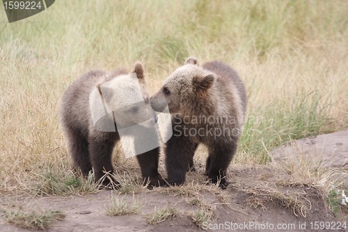 Image of Brown bear