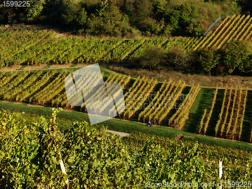 Image of alsacian vineyards