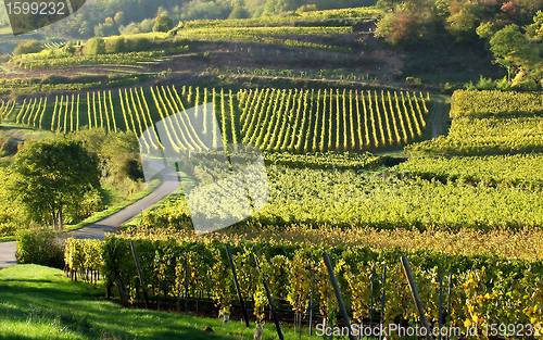 Image of alsacian vineyards