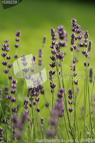 Image of LAVANDER