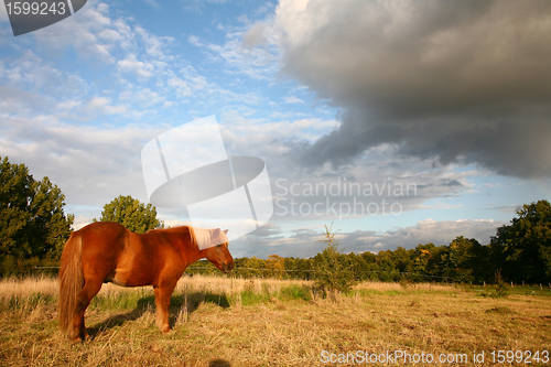 Image of danish horses