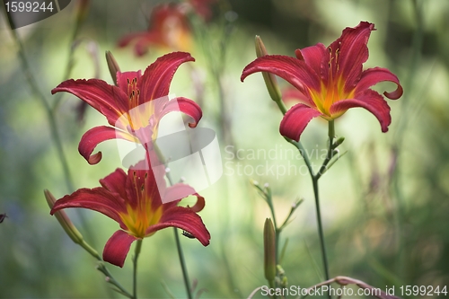 Image of flower closeup