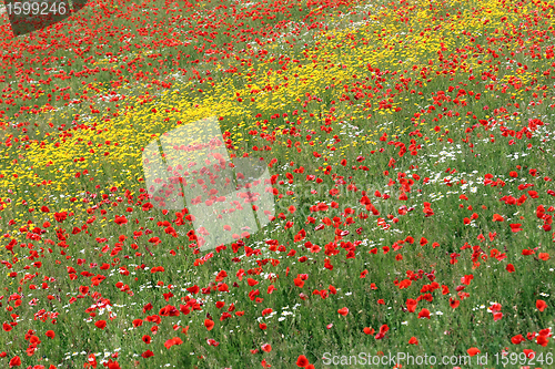 Image of poppies