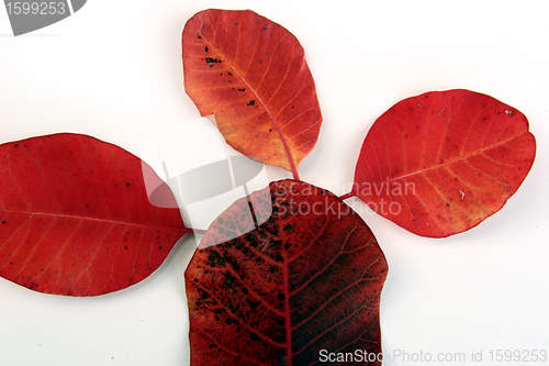 Image of autumn leaves