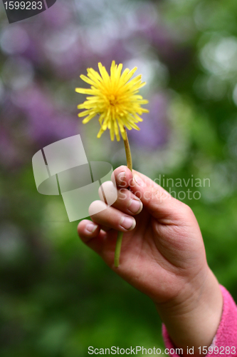 Image of dandelion child