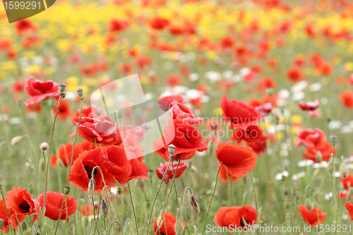 Image of poppies