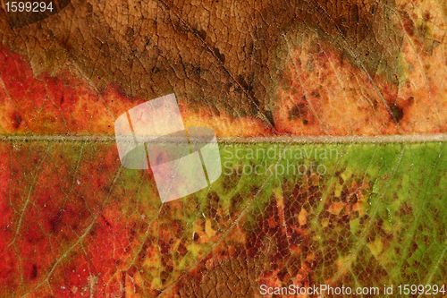 Image of autumn leaves