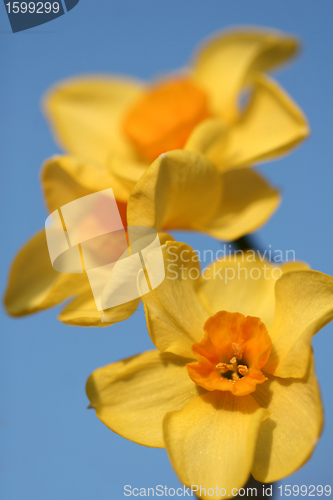 Image of flowers