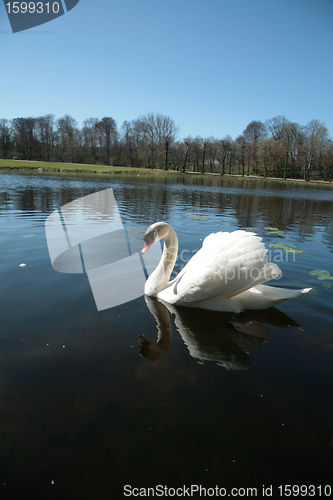 Image of Swan