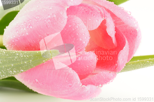 Image of Bud of Spring pink tulips close up