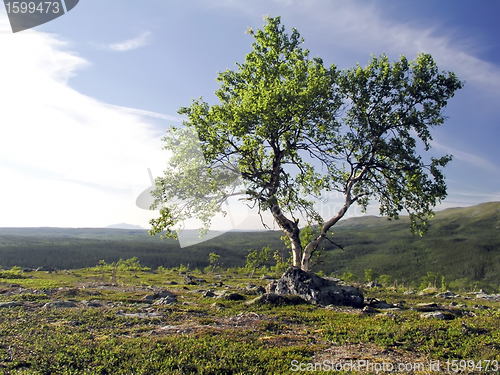 Image of Tree and Sky