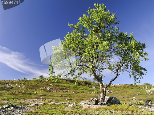 Image of Tree and Sky