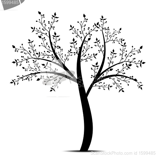 Image of Olive Tree