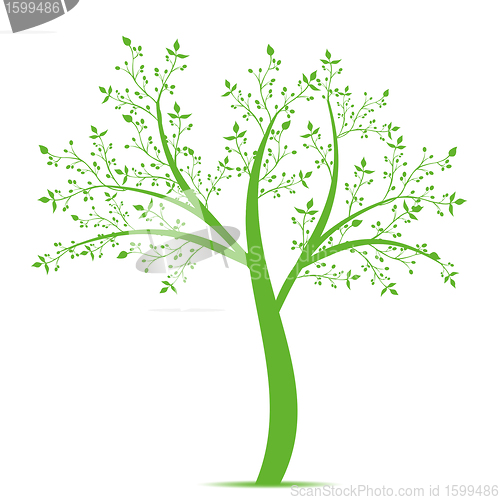 Image of Olive Tree