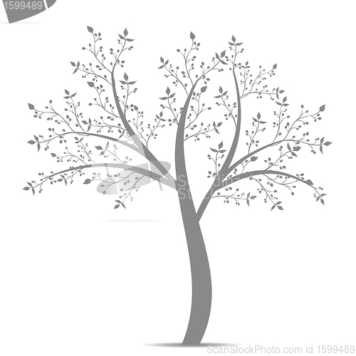 Image of Olive Tree