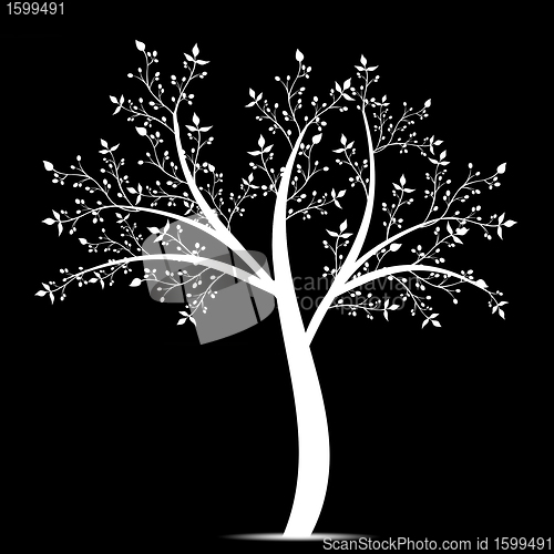 Image of Olive Tree
