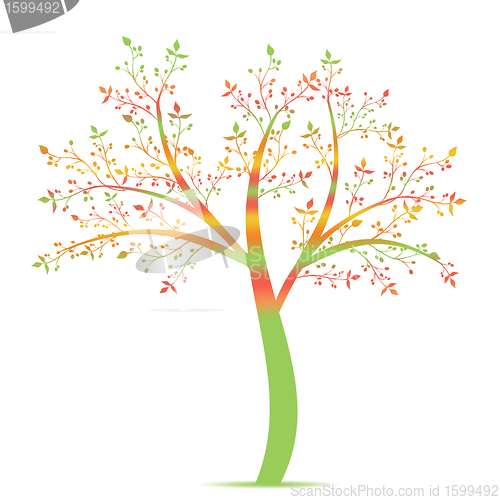 Image of Olive Tree