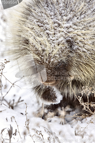 Image of Porcupine in Winter