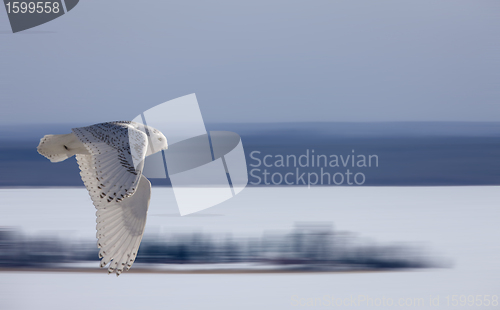 Image of Snowy Owl in Flight