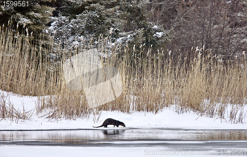 Image of Otter in Winter