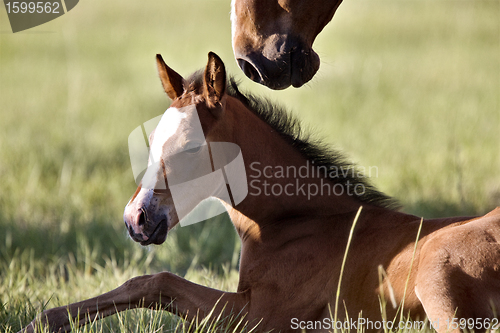 Image of Colt newborn in field