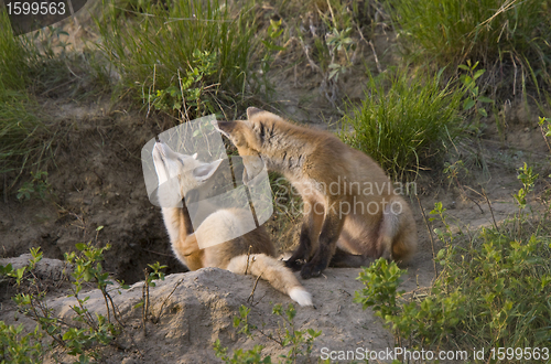 Image of Young Fox Kit