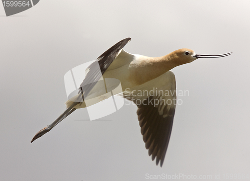 Image of Avocet in Saskatchewan Canada in flight