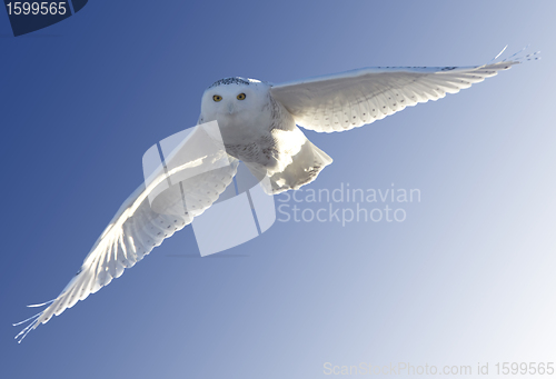 Image of Snowy Owl in Flight