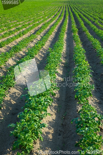 Image of Agriculture