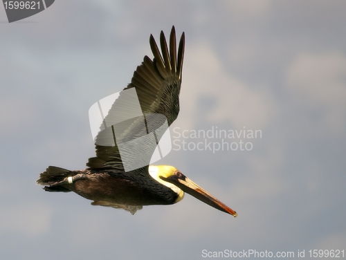 Image of Pelican