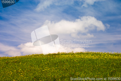 Image of Sommerliche Blumenwiese unter blauem Himmel