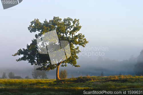 Image of Alleinstehender Baum in einem Moor am Morgen