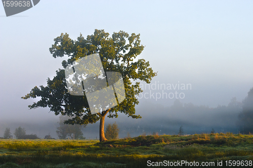 Image of Solitary tree in a moor in the morning