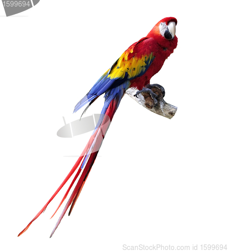 Image of Parrot