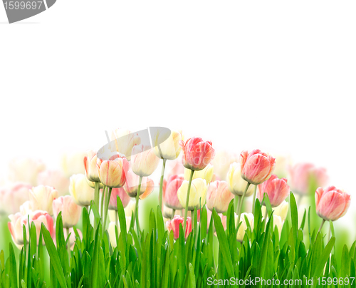 Image of Tulips