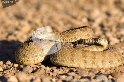 Image of Coiled up rattlesnake