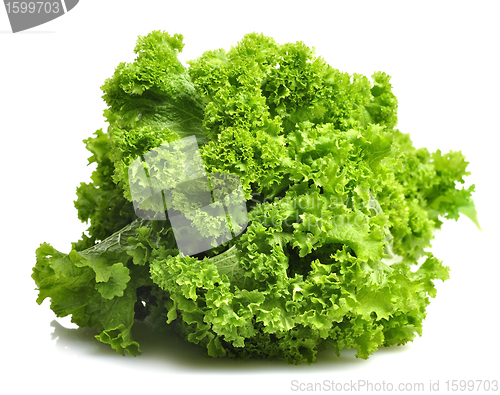 Image of  Mustard Green Leaves