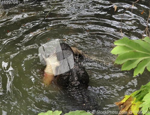 Image of Alligator Hunting