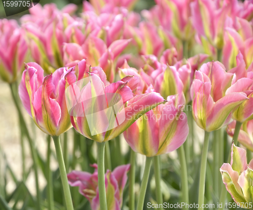 Image of Tulips Field